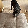 dog, black_dog, indoor, carpet, furniture, toy, pet, looking_up, resting_head, gray_cushion, white_patch, floor, domestic, animal, canine, home, cozy, quiet, curious, companion