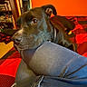 Motley joined the competition — help win amazing prizes! animal, bed, bedroom, black_dog, black_fur, blanket, brown_eyes, canine, cozy, dog, floppy_ears, home, indoors, jeans, lap, looking_at_camera, person, pet, portrait, sitting