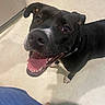 Motley joined the competition — help win amazing prizes! dog, black_dog, indoor, floor, tile_floor, happy, tongue_out, pet, canine, looking_up, playful, domestic_animal, mammal, companion, animal, cute, friendly, collar, four_legs, close_up