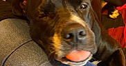 Motley joined the competition — help win amazing prizes! black_dog, blanket, brown_dog, canine, closeup, couch, cozy, cute, dog, face, floppy_ears, indoors, jeans, lap, looking_at_camera, pet, pit_bull_type, portrait, relaxed, tongue