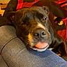 black_dog, blanket, brown_dog, canine, closeup, couch, cozy, cute, dog, face, floppy_ears, indoors, jeans, lap, looking_at_camera, pet, pit_bull_type, portrait, relaxed, tongue
