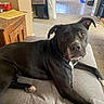 Motley is registered to the contest to win money with this photo: dog, black_dog, couch, living_room, carpet, wooden_table, pet, indoor, paw, fur, canine, household, furniture, relaxed, looking_at_camera, comfort, domestic, side_table, floor, tile