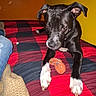 Motley joined the competition — help win amazing prizes! animal, bed, bedroom, bedspread, black_and_white, dog, flash_photography, floppy_ears, indoor, pet, plaid, playful, portrait, puppy, red_blanket, rope_toy, short_coat, sitting, white_paws, yellow_wall