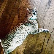 Chicken joined the competition — help win amazing prizes! animal, cat, collar, companionship, curious, cute, domestic_animal, ears, feline, flooring, indoor, lying_down, paws, pet, relaxed, resting, striped, tabby, whiskers, wooden_floor