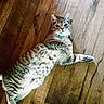 animal, cat, collar, companionship, curious, cute, domestic_animal, ears, feline, flooring, indoor, lying_down, paws, pet, relaxed, resting, striped, tabby, whiskers, wooden_floor