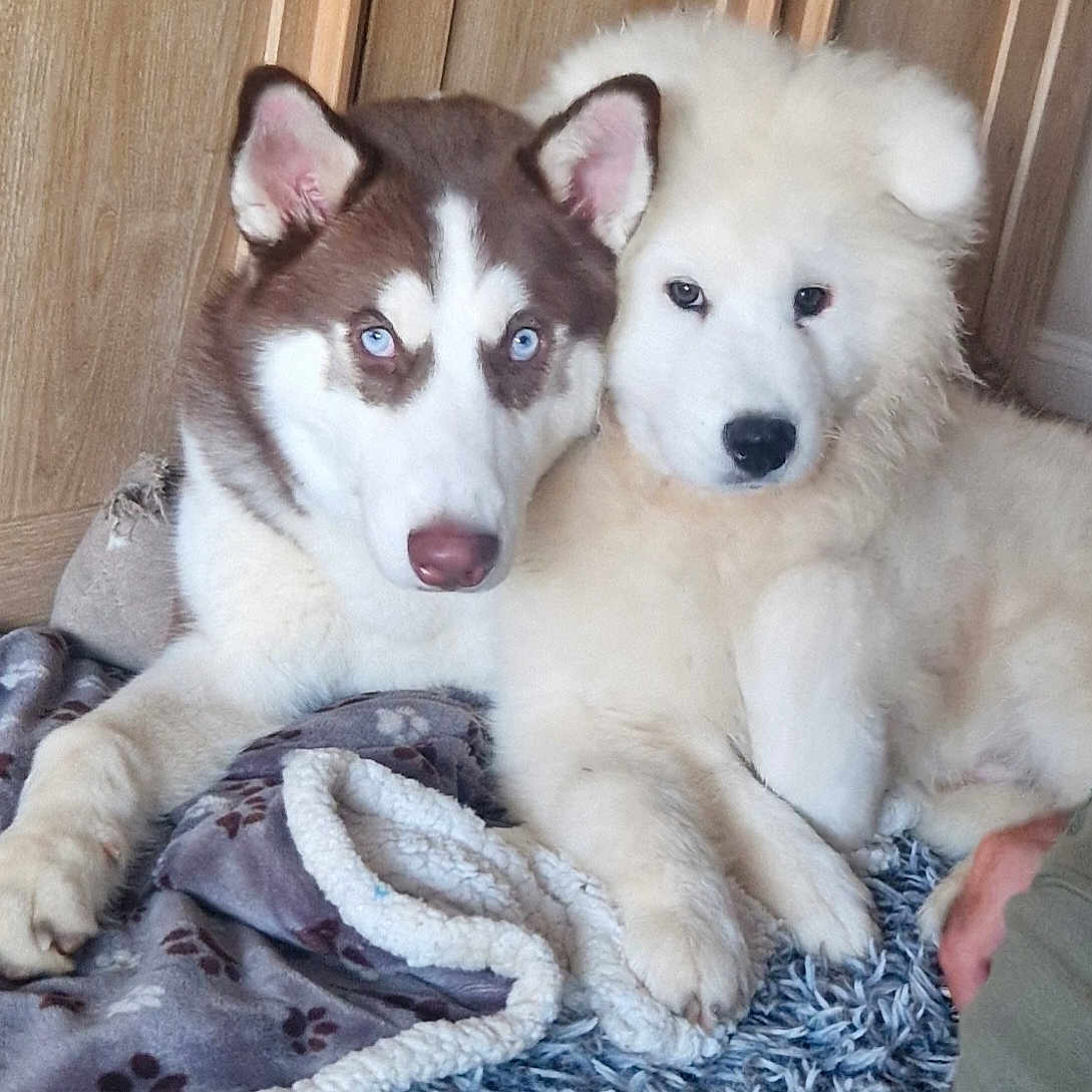 Milo And Louis is registered to the contest to win money with this photo: animal, ball, blanket, canine, dog, eskimodog, football, husky, pet, puppy, soccer, soccerball, sport, whitedog