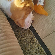 Api participe au concours pour gagner de l'argent avec cette photo : dog, sleeping, carpet, toy, plush_duck, cushion, sunlight, indoor, pet, fur, resting, closeup, cozy, brown, white, animal, floor, head, lazy, nap
