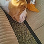 dog, sleeping, carpet, toy, plush_duck, cushion, sunlight, indoor, pet, fur, resting, closeup, cozy, brown, white, animal, floor, head, lazy, nap