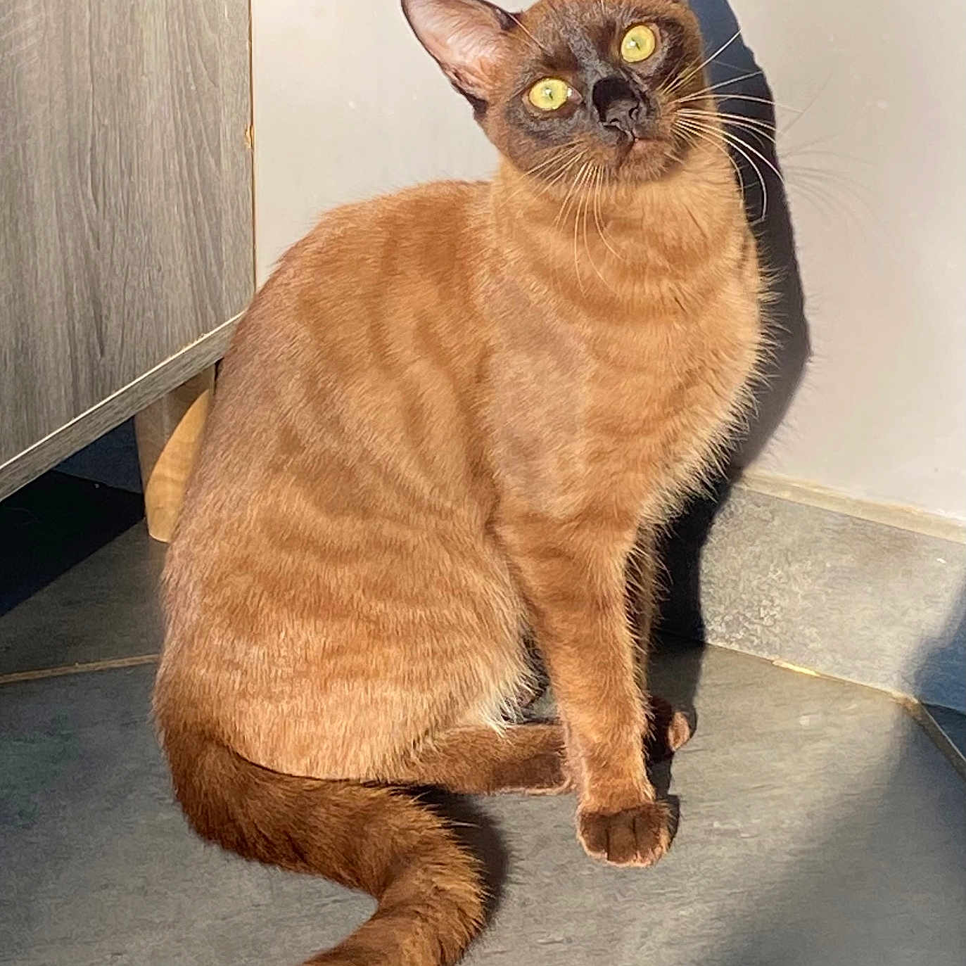 Praline a rejoint le concours — aidez-le/la à gagner de superbes lots ! abyssinian, angora, animal, cat, hardwood, kitten, manx, pet, stainedwood, wood