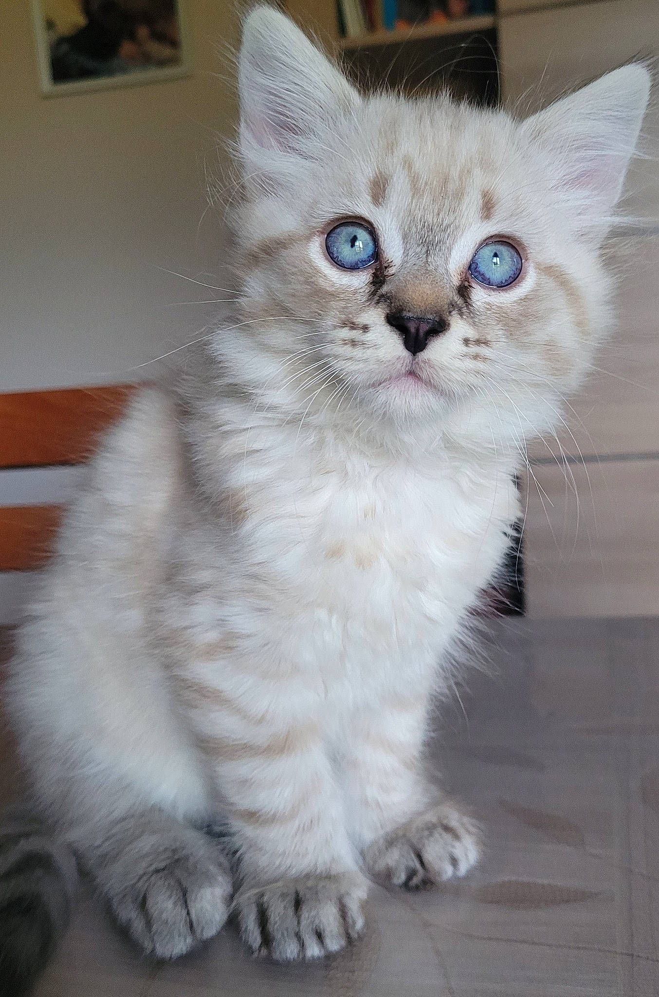Smoothie participe au concours pour gagner de l'argent avec cette photo : british_longhair, carnivore, cat, claw, domestic_short_haired_cat, electric_blue, event, felidae, fur, paw, sitting, small_to_medium_sized_cats, snout, tail, whiskers