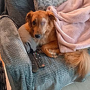 Simba a rejoint le concours — aidez-le/la à gagner de superbes lots ! dog, one-eyed, golden, pet, cozy, blanket, armchair, remote_controls, indoor, fur, tail, relaxing, comfort, home, cushion, wood_floor, looking_at_camera, resting, domestic_animal, living_room