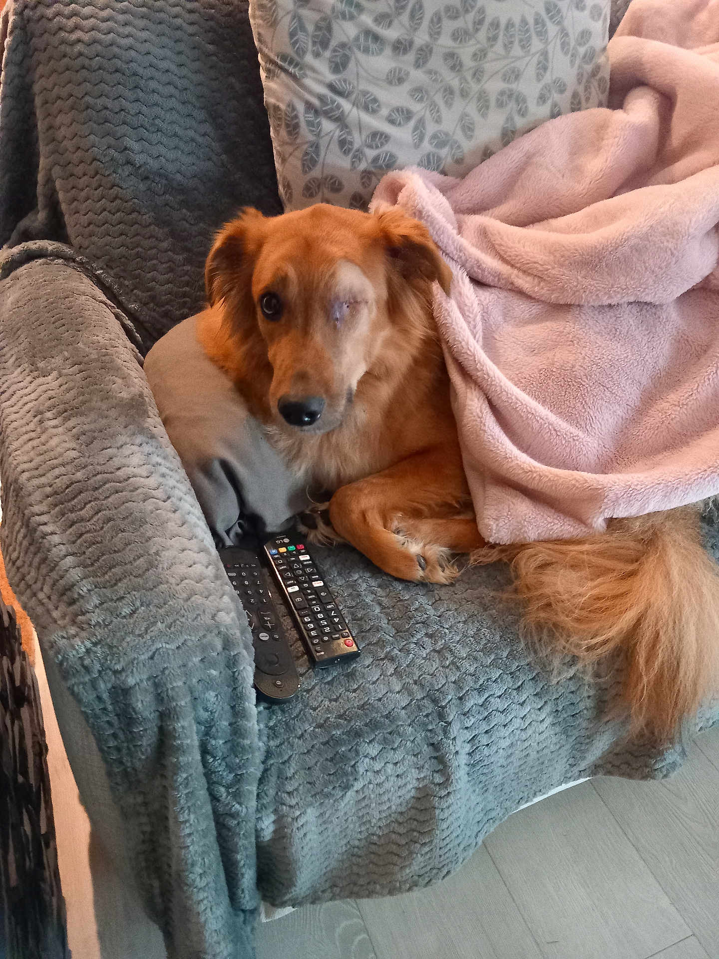 Simba a rejoint le concours — aidez-le/la à gagner de superbes lots ! dog, one-eyed, golden, pet, cozy, blanket, armchair, remote_controls, indoor, fur, tail, relaxing, comfort, home, cushion, wood_floor, looking_at_camera, resting, domestic_animal, living_room