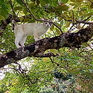 Sia a rejoint le concours — aidez-le/la à gagner de superbes lots ! alert, animal, branch, cat, climbing, curious, daylight, feline, forest, fur, greenery, leaves, looking, moss, nature, outdoor, pet, plant, tree, wildlife
