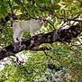 alert, animal, branch, cat, climbing, curious, daylight, feline, forest, fur, greenery, leaves, looking, moss, nature, outdoor, pet, plant, tree, wildlife