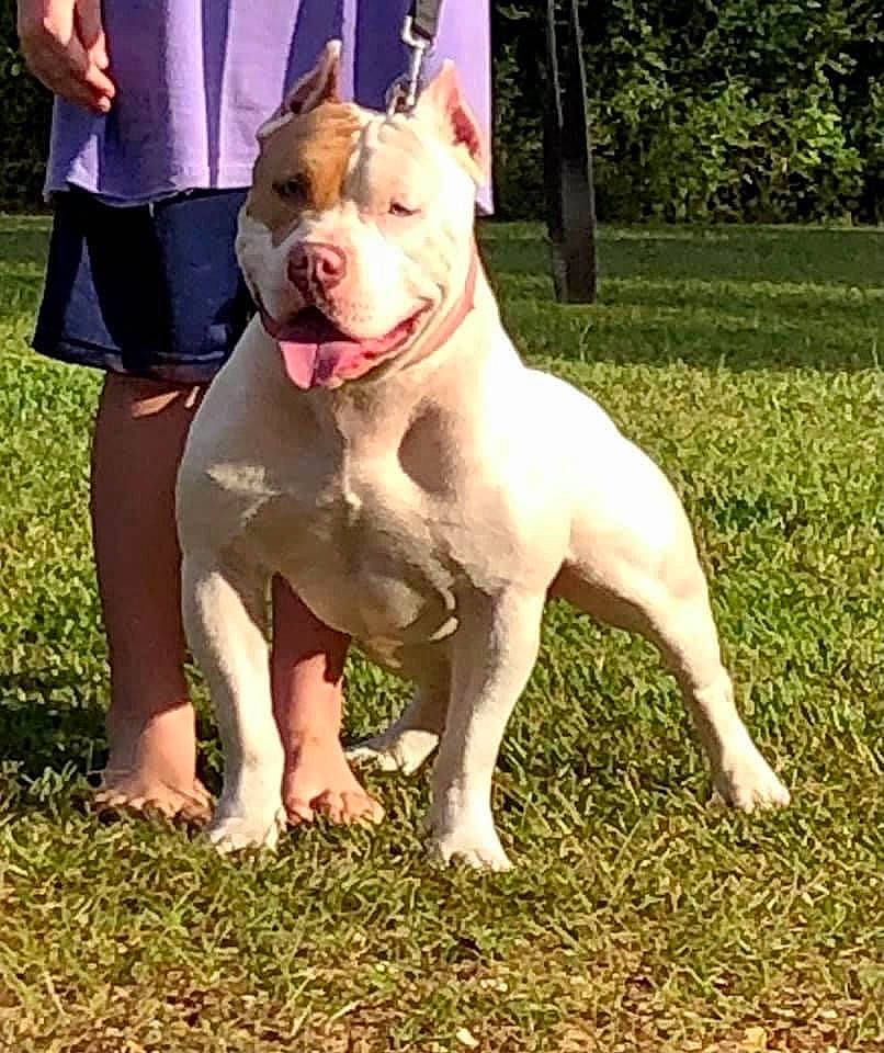 Judah is registered to the contest to win money with this photo: ancient_dog_breeds, canidae, carnivore, collar, companion_dog, dog, dog_breed, dog_collar, dogo_guatemalteco, fashion_accessory, grass, luggage_and_bags, plant, shorts, snout, sporting_group, tail, terrier, working_animal, working_dog