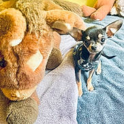 Pinocchio a rejoint le concours — aidez-le/la à gagner de superbes lots ! dog, chihuahua, small_dog, stuffed_animal, lion_toy, towel, blue_towel, yellow_wall, pet_clothing, indoor, cute, animal, furry, toy, soft, cozy, sitting, looking_at_camera, ears, black_and_tan
