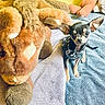dog, chihuahua, small_dog, stuffed_animal, lion_toy, towel, blue_towel, yellow_wall, pet_clothing, indoor, cute, animal, furry, toy, soft, cozy, sitting, looking_at_camera, ears, black_and_tan