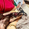 Pinocchio participe au concours pour gagner de l'argent avec cette photo : dog, puppy, playing, paws, cute, pet, animal, resting, human_arm, bracelet, couch, cushion, furry, closeup, indoor, relaxing, black_and_tan, small_dog, adorable, cozy