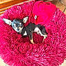 Pinocchio participe au concours pour gagner de l'argent avec cette photo : dog, chihuahua, pet_bed, red, fluffy, knit_sweater, small_dog, indoor, curious, lying_down, fur, animal, cute, companion, cozy, resting, canine, home, bright_color, relaxed