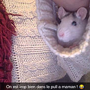 Easy a rejoint le concours — aidez-le/la à gagner de superbes lots ! chinchilla, close_up, crochet, dormouse, fur, gerbil, hamster, knitting, mouse, muridae, muroidea, nose, pest, rat, rodent, whiskers, wool