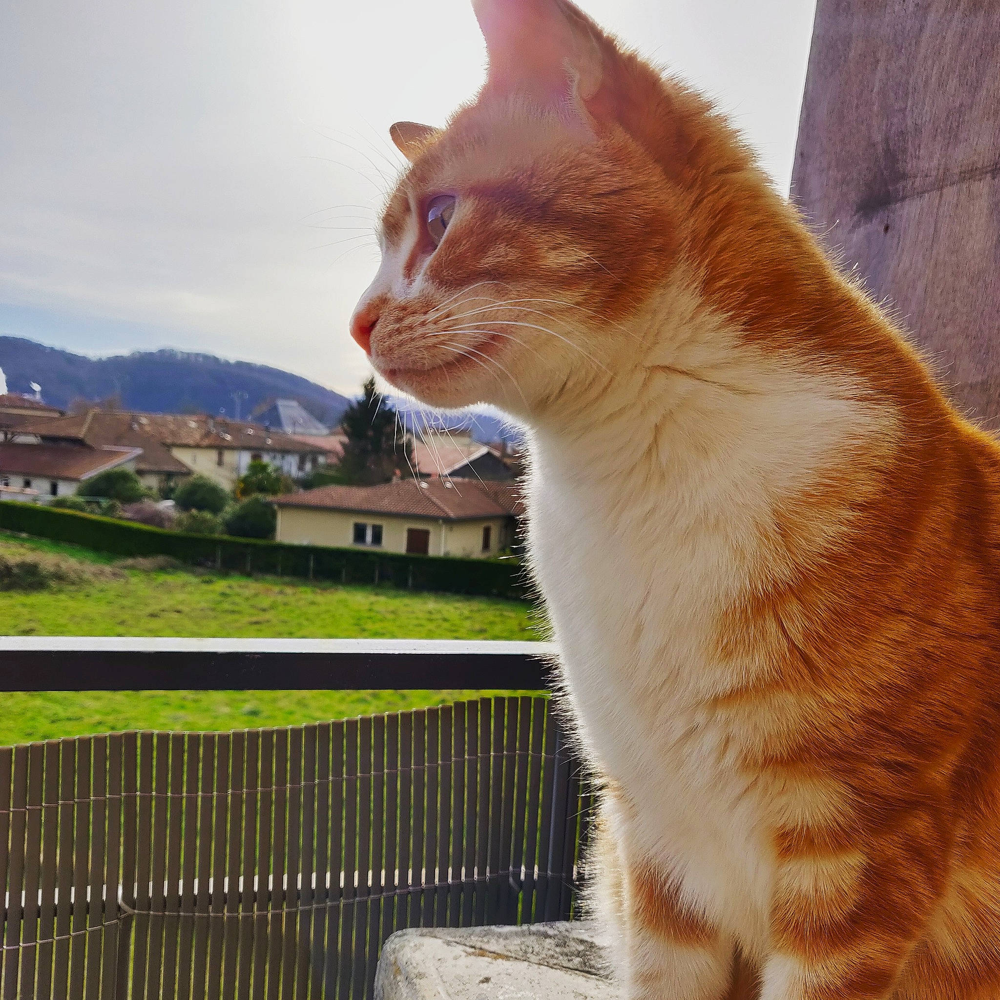 Diego a rejoint le concours — aidez-le/la à gagner de superbes lots ! aegean_cat, american_wirehair, arabian_mau, asian, carnivore, cat, domestic_short_haired_cat, european_shorthair, fawn, felidae, fur, german_rex, ojos_azules, polydactyl_cat, small_to_medium_sized_cats, snout, tabby_cat, tail, whiskers, window