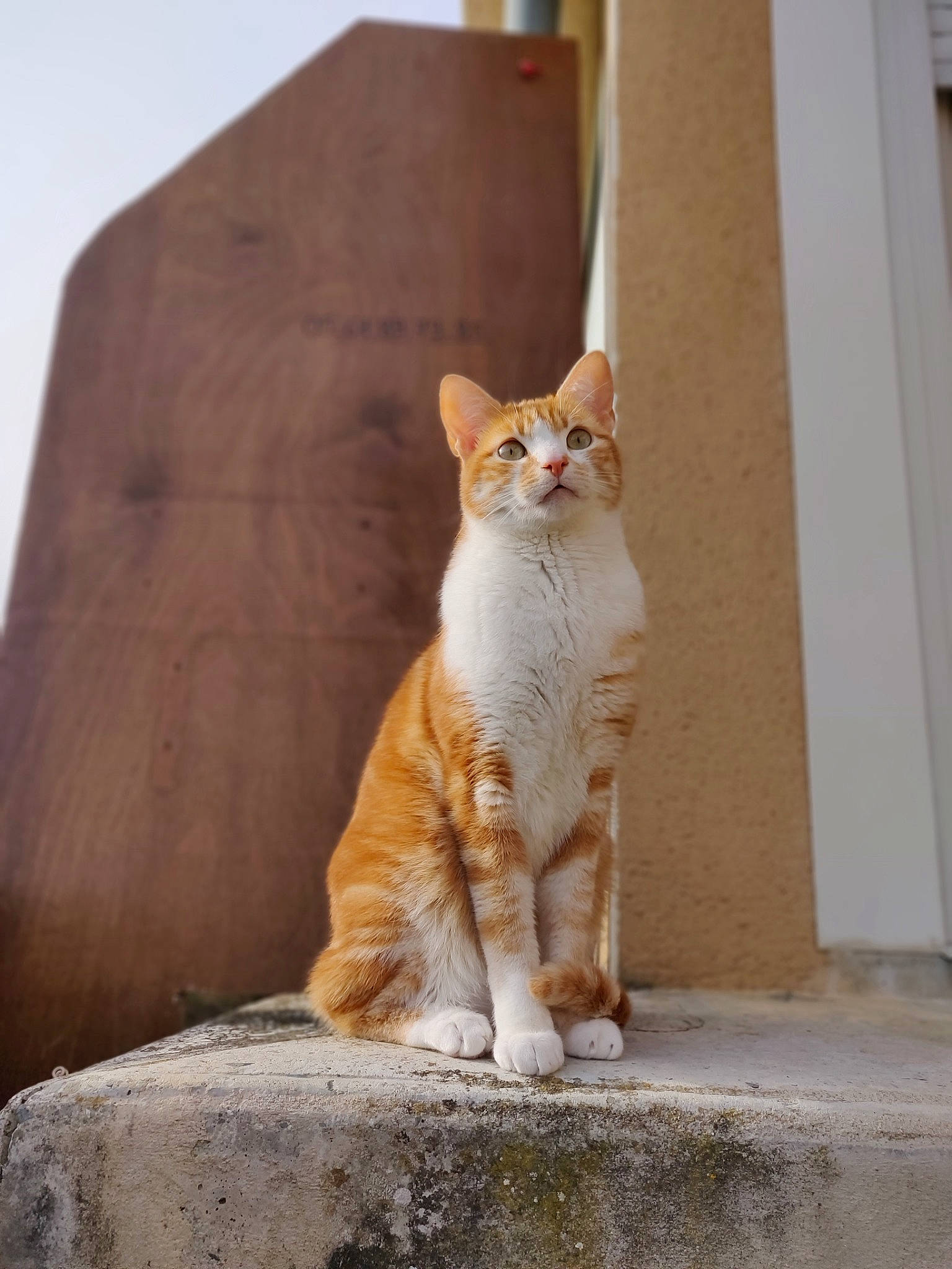 Diego a rejoint le concours — aidez-le/la à gagner de superbes lots ! aegean_cat, american_wirehair, arabian_mau, asian, carnivore, cat, domestic_short_haired_cat, european_shorthair, fawn, felidae, mammal, polydactyl_cat, small_to_medium_sized_cats, tabby_cat, tail, whiskers