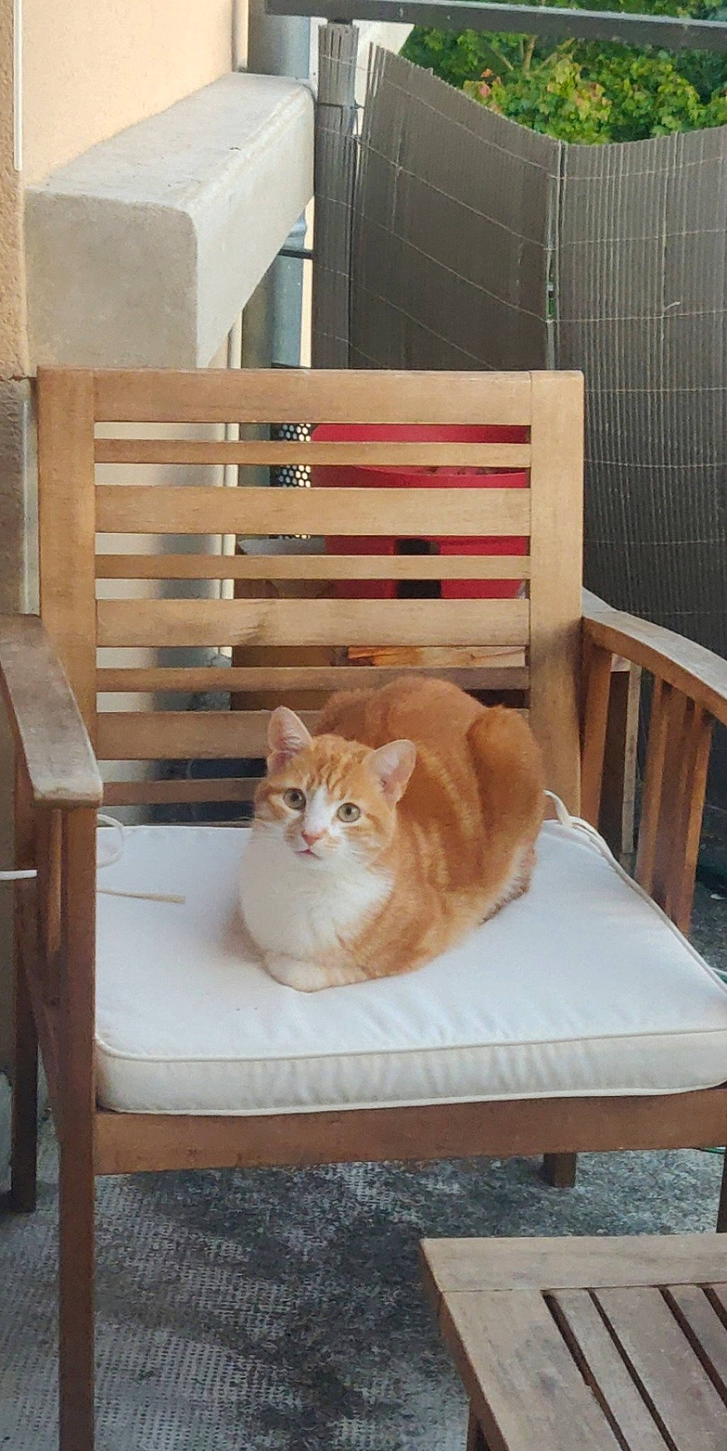 Diego a rejoint le concours — aidez-le/la à gagner de superbes lots ! carnivore, cat, chair, comfort, fawn, felidae, furniture, home, small_to_medium_sized_cats, whiskers