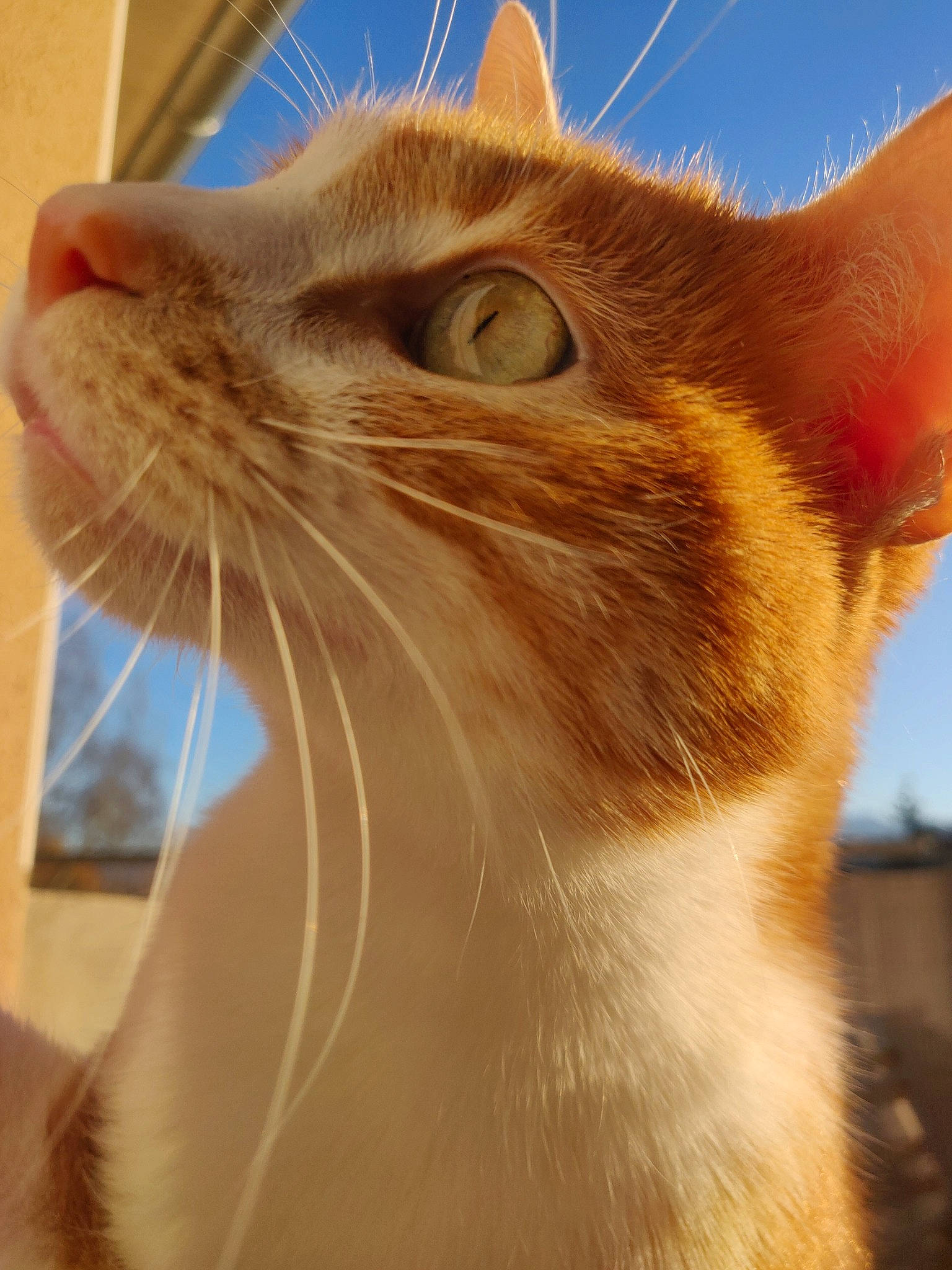 Diego participe au concours pour gagner de l'argent avec cette photo : abyssinian, aegean_cat, asian, carnivore, cat, close_up, domestic_short_haired_cat, european_shorthair, facial_expression, fawn, felidae, fur, mammal, nose, ojos_azules, small_to_medium_sized_cats, snout, somali, tabby_cat, whiskers