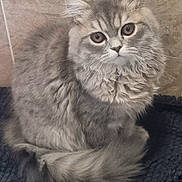 Maeve is registered to the contest to win money with this photo: animal, cat, closeup, cozy, curious, cute, domestic, eyes, feline, fluffy, fur, gray, indoor, mammal, pet, portrait, sitting, soft, tail, whiskers