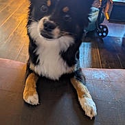 Vanille participe au concours pour gagner de l'argent avec cette photo : dog, indoor, wood_floor, furniture, pet, black_fur, white_fur, tan_fur, curious, closeup, paw, table, wood, blurred, animal, domestic_animal, canine, companion, pet_indoor, flooring