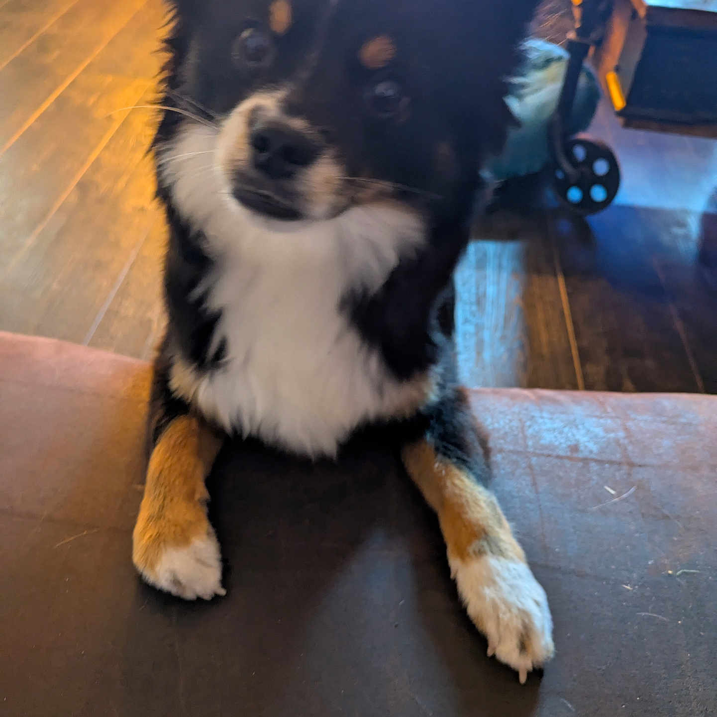 Vanille participe au concours pour gagner de l'argent avec cette photo : animal, black_fur, blurred, canine, closeup, companion, curious, dog, domestic_animal, flooring, furniture, indoor, paw, pet, pet_indoor, table, tan_fur, white_fur, wood, wood_floor