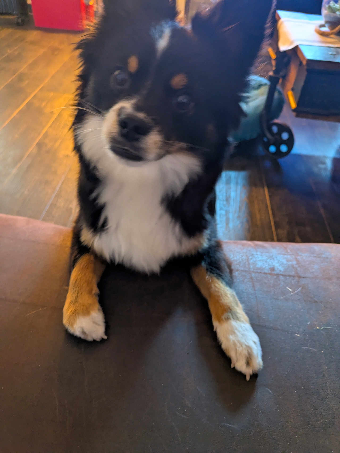 Vanille participe au concours pour gagner de l'argent avec cette photo : dog, indoor, wood_floor, furniture, pet, black_fur, white_fur, tan_fur, curious, closeup, paw, table, wood, blurred, animal, domestic_animal, canine, companion, pet_indoor, flooring