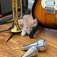Kevin joined the competition — help win amazing prizes! kitten, cat, musical_instruments, trumpet, guitar, wooden_floor, brass, mouthpieces, floor, blue_wall, amplifier, string_instrument, pet, young_cat, indoor, resting, feline, curious, shiny, metal