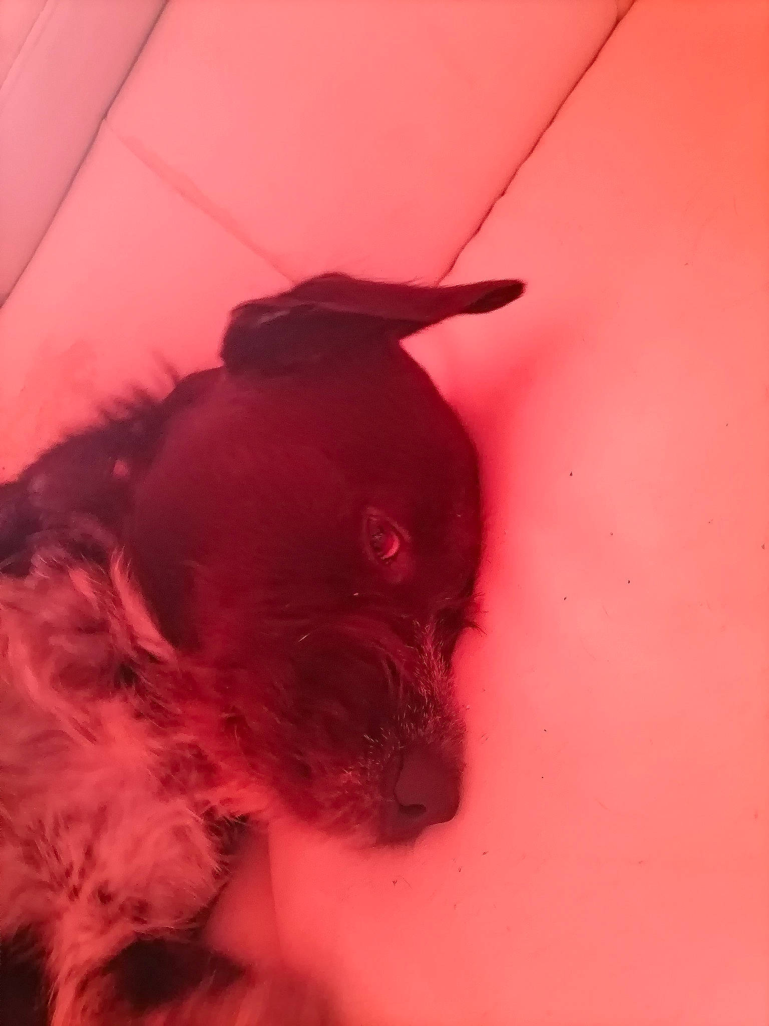 Rayko participe au concours pour gagner de l'argent avec cette photo : canidae, carnivore, companion_dog, dog, dog_breed, ear, fawn, flooring, fur, liver, magenta, personal_protective_equipment, pug, snout, sporting_group, tints_and_shades, toy_dog, whiskers, wood, working_animal