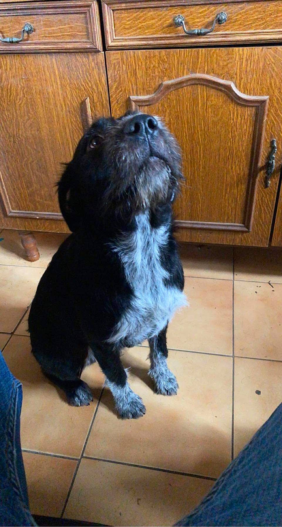 Rayko participe au concours pour gagner de l'argent avec cette photo : canidae, carnivore, companion_dog, dog, dog_breed, fawn, felidae, flooring, fur, liver, schnauzer, snout, sporting_group, standard_schnauzer, tail, terrestrial_animal, terrier, toy_dog, whiskers, working_animal