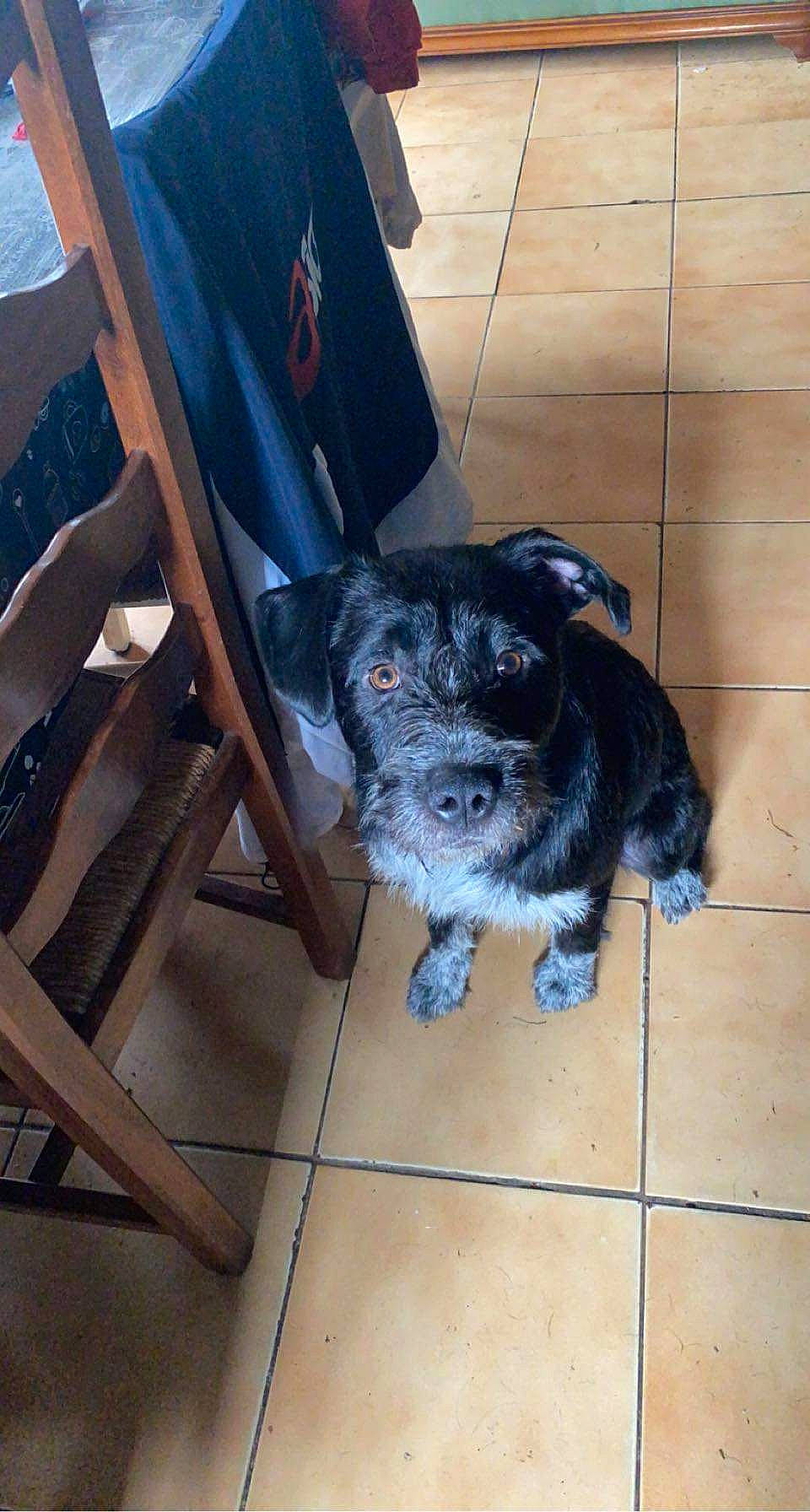 Rayko a rejoint le concours — aidez-le/la à gagner de superbes lots ! canidae, carnivore, chair, collar, companion_dog, dog, dog_breed, dog_collar, electric_blue, flooring, fur, non_sporting_group, outdoor_furniture, puppy, sporting_group, wood, working_animal