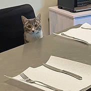Skrunk joined the competition — help win amazing prizes! cat, table, fork, knife, paper_towel, chair, kitchen, appliance, curious, pet, indoor, furniture, metal_surface, gray_cat, domestic_animal, dining_area, waiting, seat, household, cutlery