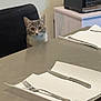 cat, table, fork, knife, paper_towel, chair, kitchen, appliance, curious, pet, indoor, furniture, metal_surface, gray_cat, domestic_animal, dining_area, waiting, seat, household, cutlery