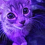 Skrunk joined the competition — help win amazing prizes! kitten, cat, close_up, purple_light, whiskers, pets, animal, cute, feline, young, fur, eyes, paws, indoors, portrait, soft_light, curious, mammal, domestic_animal, adorable