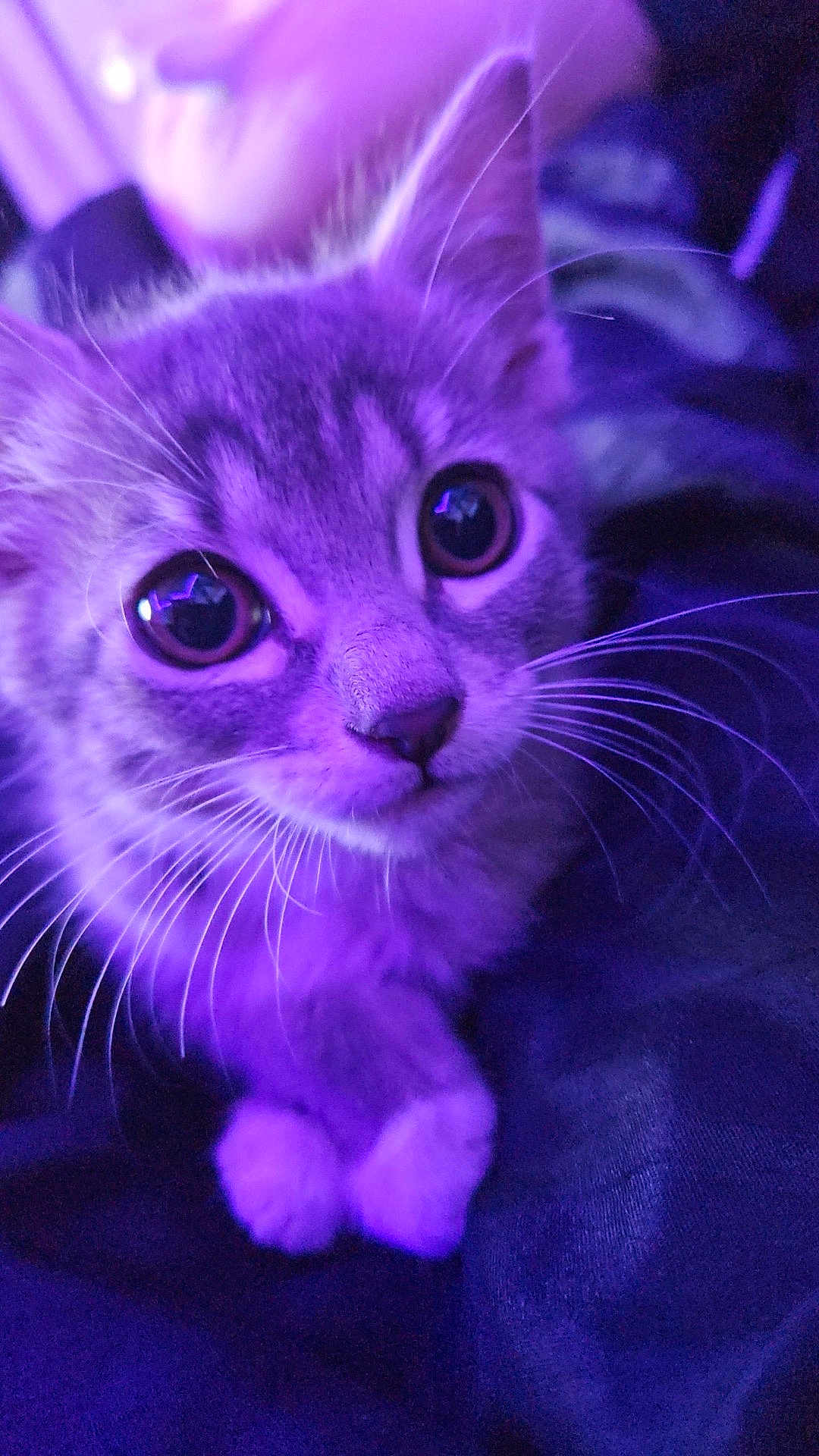 Skrunk joined the competition — help win amazing prizes! kitten, cat, close_up, purple_light, whiskers, pets, animal, cute, feline, young, fur, eyes, paws, indoors, portrait, soft_light, curious, mammal, domestic_animal, adorable