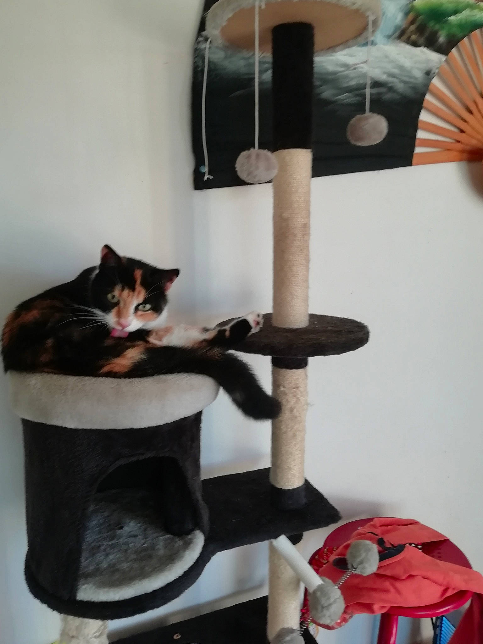 Fleur a rejoint le concours — aidez-le/la à gagner de superbes lots ! black_cat, carnivore, cat, cat_bed, cat_furniture, cat_supply, felidae, pet_supply, small_to_medium_sized_cats