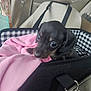 dog, puppy, dachshund, small_dog, pet, car_interior, car_seat, seatbelt, blanket, pink_blanket, plaid_pattern, puppy_bed, big_eyes, cute, leash, metal_ring, upholstery, window, daylight, portrait