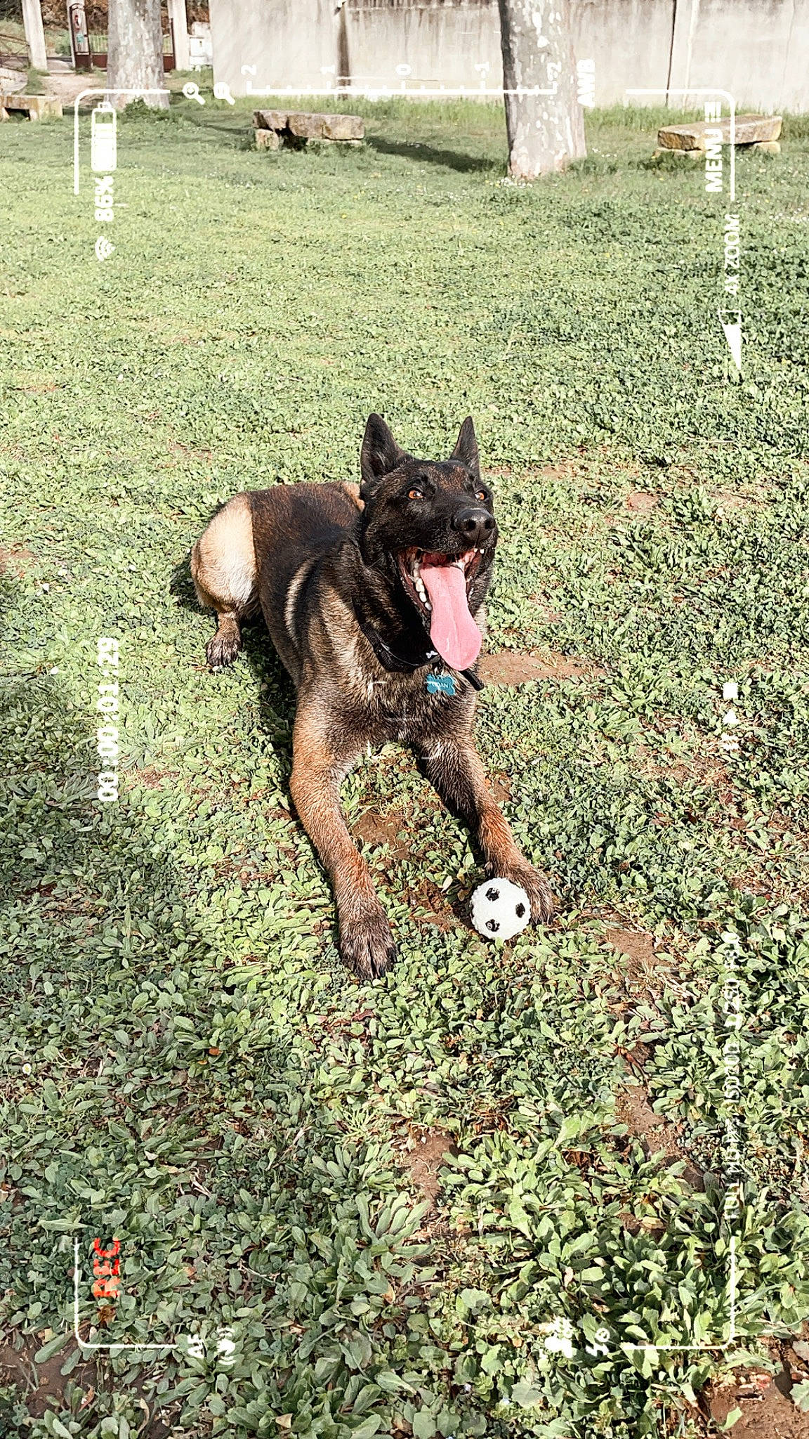 Goan a rejoint le concours — aidez-le/la à gagner de superbes lots ! canidae, carnivore, companion_dog, dog, dog_breed, east_european_shepherd, fawn, german_shepherd_dog, grass, groundcover, herding_dog, law_enforcement, lawn, old_german_shepherd_dog, plant, recreation, snout, sporting_group, tail, working_animal