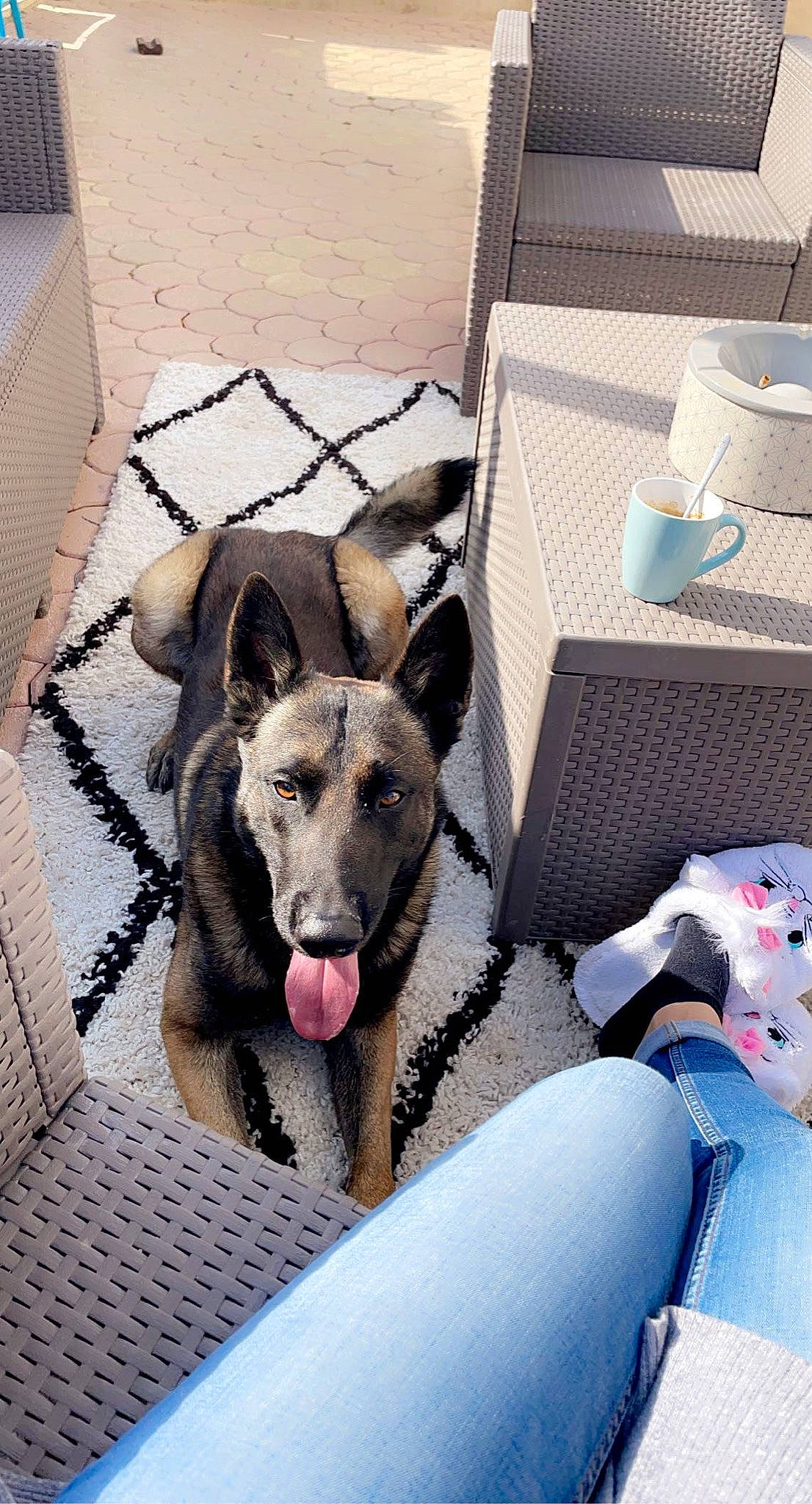 Goan a rejoint le concours — aidez-le/la à gagner de superbes lots ! carnivore, comfort, companion_dog, cup, dog, dog_breed, dog_supply, east_european_shepherd, fawn, foot, german_shepherd_dog, herding_dog, mammal, pet_supply, shipping_box, snout, tableware, vertebrate, working_animal, working_dog