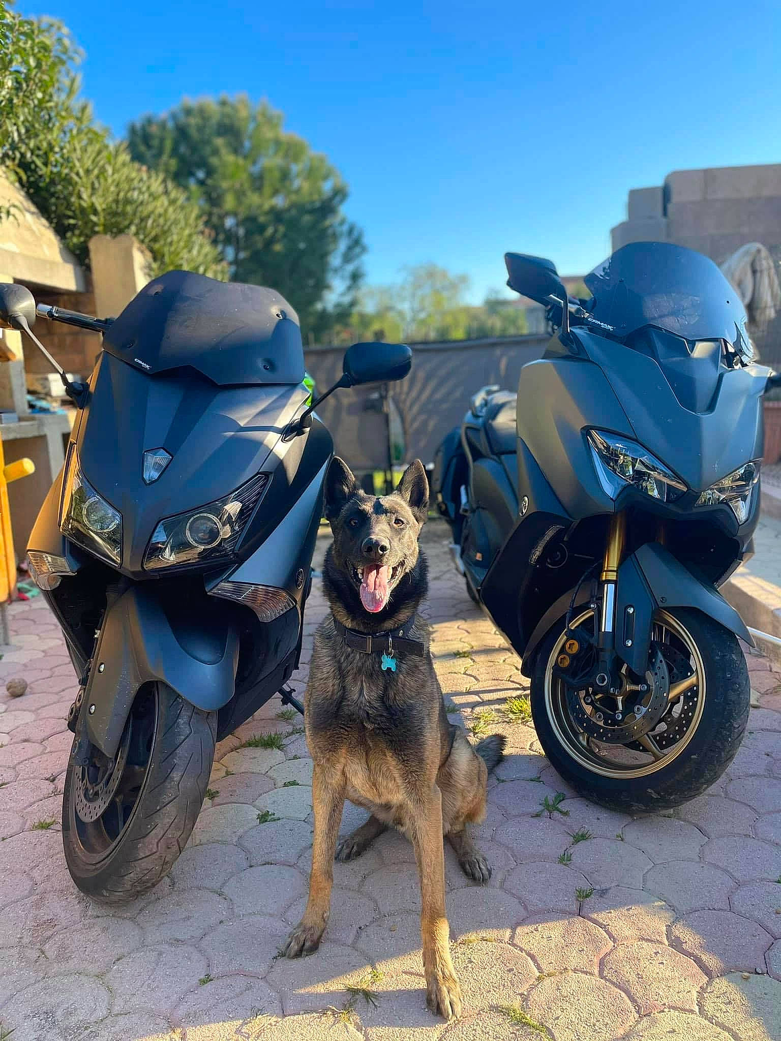 Goan participe au concours pour gagner de l'argent avec cette photo : automotive_design, automotive_exterior, automotive_lighting, automotive_tire, automotive_wheel_system, blue, carnivore, dog, dog_breed, fender, motor_vehicle, motorcycle, parking, rim, sky, tire, tree, vehicle, wheel, working_animal