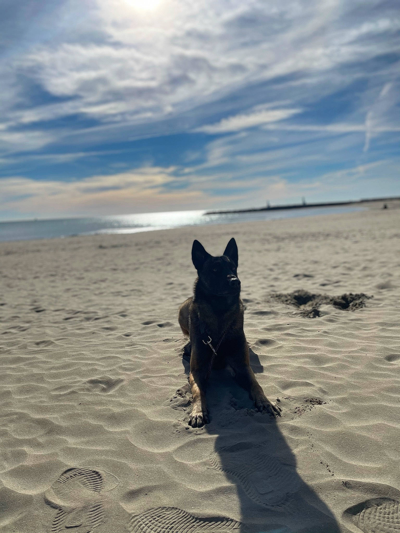 Goan a rejoint le concours — aidez-le/la à gagner de superbes lots ! aeolian_landform, beach, calm, carnivore, cloud, dog, dog_breed, fawn, fun, herding_dog, horizon, landscape, ocean, sand, shadow, sky, sunlight, water, wind_wave, wood