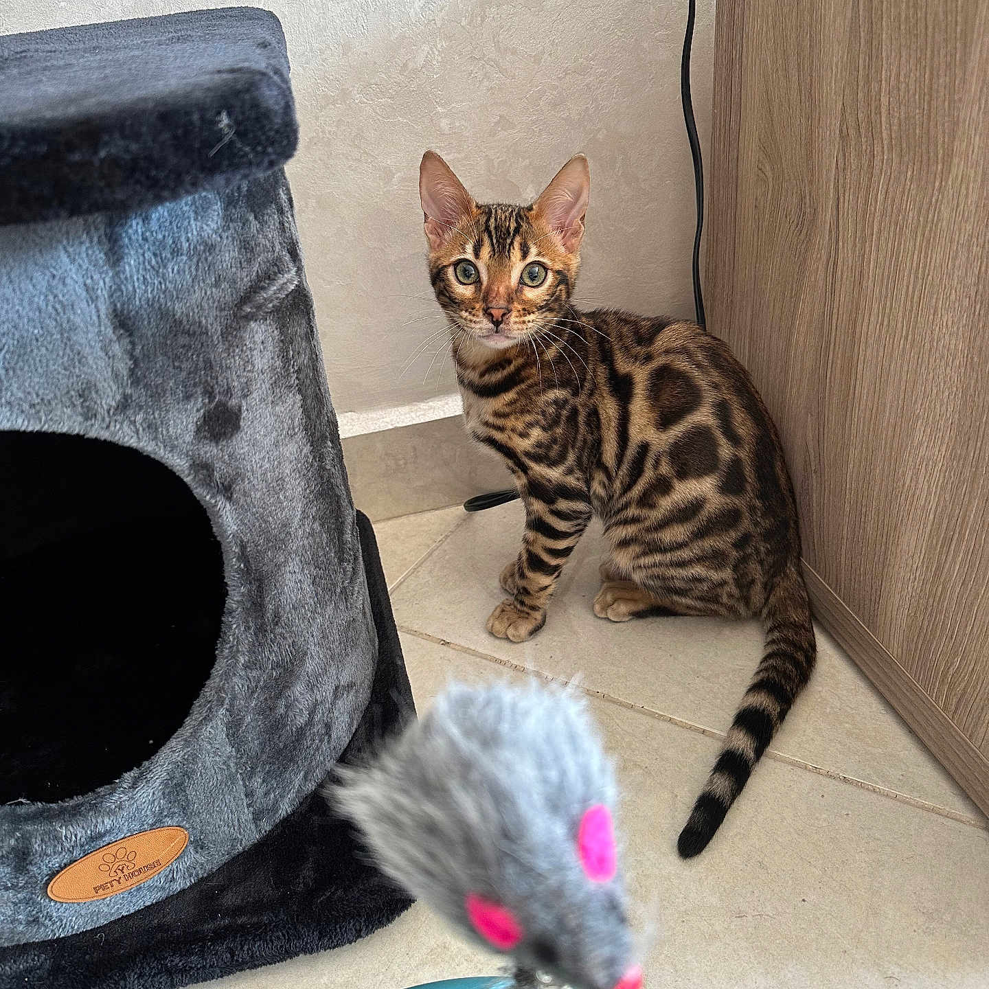 Muezza participe au concours pour gagner de l'argent avec cette photo : animal, architecture, building, car, cat, den, egyptiancat, electronics, indoors, kitten, manx, ocelot, outdoors, pet, rat, rodent, shelter, transportation, vehicle, wood