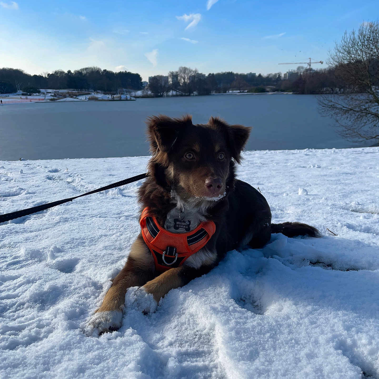 ümka a rejoint le concours — aidez-le/la à gagner de superbes lots ! accessories, animal, canine, clothing, dog, hound, husky, ice, leash, lifejacket, nature, outdoors, pet, puppy, sky, snow, strap, vest, water, winter