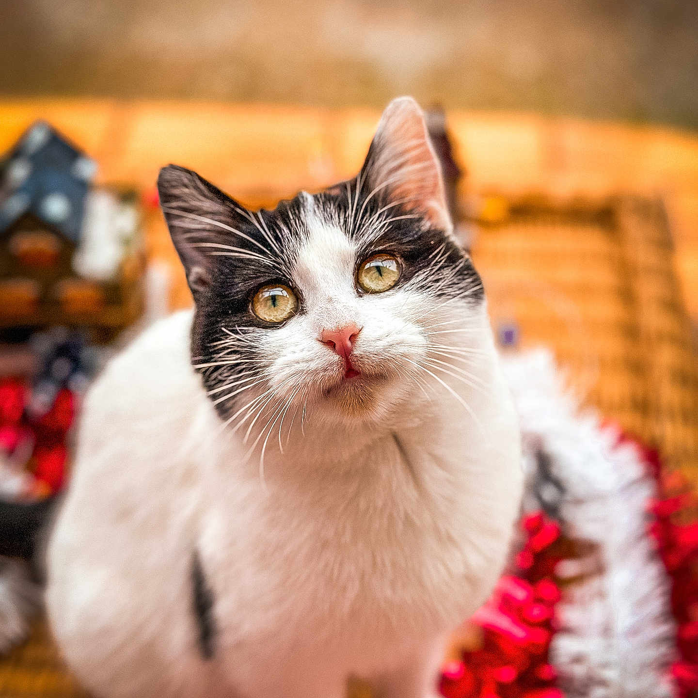 Umiko participe au concours pour gagner de l'argent avec cette photo : abyssinian, accessories, angora, animal, bodypart, cat, featherboa, flower, flowerarrangement, kitten, manx, mouth, ornament, person, pet, plant, siamese