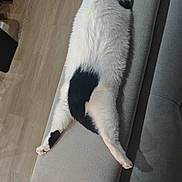 Umiko a rejoint le concours — aidez-le/la à gagner de superbes lots ! animal, black_and_white, cat, couch, cozy, cute, domestic_animal, feline, floor, fur, furniture, home, indoor, living_room, paw, pet, relaxation, resting, sleeping, stretching